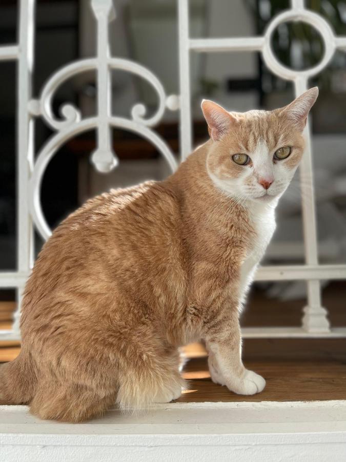 ブエノスアイレス Le Petit Palais Bed & Breakfast エクステリア 写真