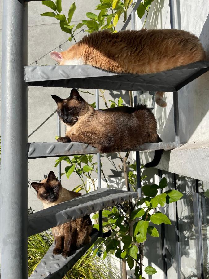 ブエノスアイレス Le Petit Palais Bed & Breakfast エクステリア 写真